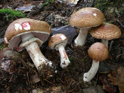 Agaric sanguinolent, pratelle hémorroidaire