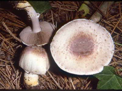 Agaricus porphyrrhizon