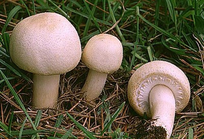 Agaric des champs, boule de neige, leccapecura, pratarolu, pratalina