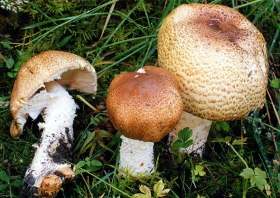 Agaric , psalliote auguste, agaric géant