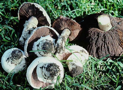 Agaric à double anneaux, psalliote des trottoirs