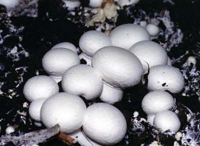 Champignon de paris, 